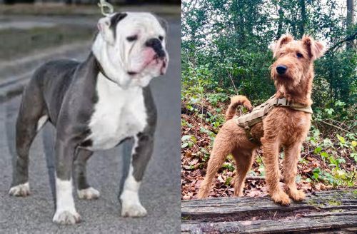 Old English Bulldog vs Irish Terrier - Breed Comparison