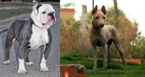 Old English Bulldog vs Jonangi - Breed Comparison