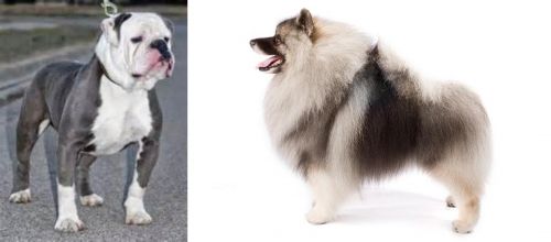 Old English Bulldog vs Keeshond - Breed Comparison