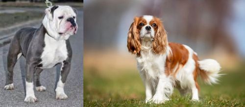Old English Bulldog vs King Charles Spaniel - Breed Comparison