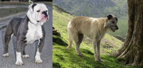 Old English Bulldog Vs Lurcher Breed Comparison