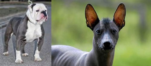 Old English Bulldog vs Mexican Hairless - Breed Comparison