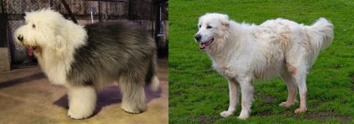 Old English Sheepdog vs Abruzzenhund - Breed Comparison