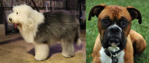 Old English Sheepdog vs Boxer - Breed Comparison