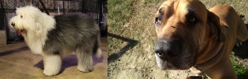 Old English Sheepdog vs Cabecudo Boiadeiro - Breed Comparison