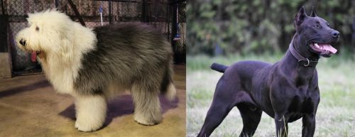 Old English Sheepdog vs Canis Panther - Breed Comparison