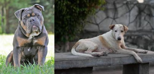 Olde English Bulldogge vs Askal - Breed Comparison