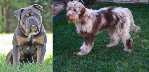 Olde English Bulldogge vs Aussie Doodles - Breed Comparison