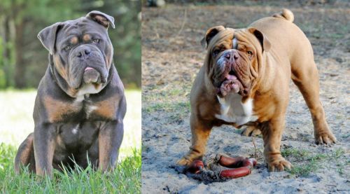 Olde English Bulldogge vs Australian Bulldog - Breed Comparison