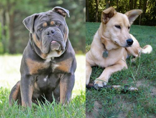 Olde English Bulldogge vs Carolina Dog - Breed Comparison