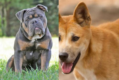 Olde English Bulldogge vs Dingo - Breed Comparison