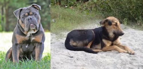Olde English Bulldogge vs Indian Pariah Dog - Breed Comparison