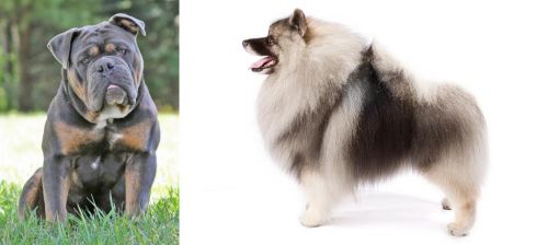 Olde English Bulldogge vs Keeshond - Breed Comparison