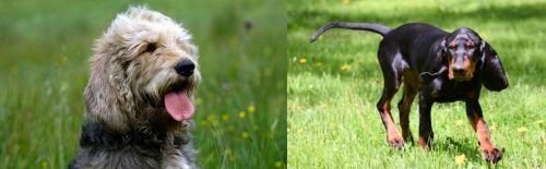 Otterhound vs Black and Tan Coonhound - Breed Comparison
