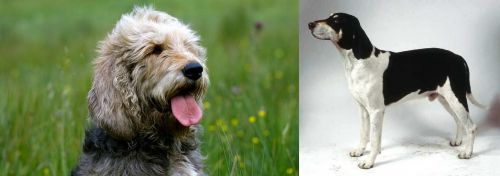 Otterhound vs Francais Blanc et Noir - Breed Comparison