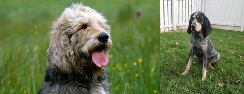 Otterhound vs Grand Bleu de Gascogne - Breed Comparison