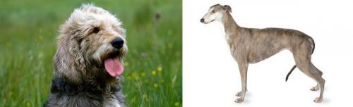 Otterhound vs Greyhound - Breed Comparison