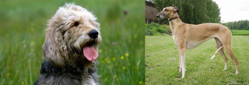 Otterhound vs Hortaya Borzaya - Breed Comparison