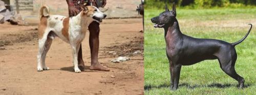 Pandikona vs Hairless Khala - Breed Comparison