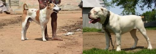 Pandikona vs Hermes Bulldogge - Breed Comparison