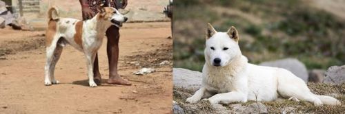 Pandikona vs Jindo - Breed Comparison