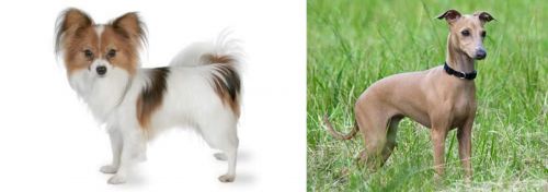 Papillon vs Italian Greyhound - Breed Comparison