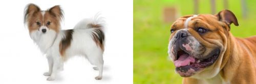 Papillon vs Miniature English Bulldog - Breed Comparison