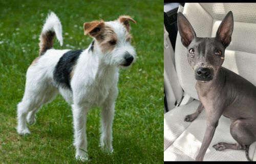 Parson Russell Terrier vs American Hairless Terrier - Breed Comparison