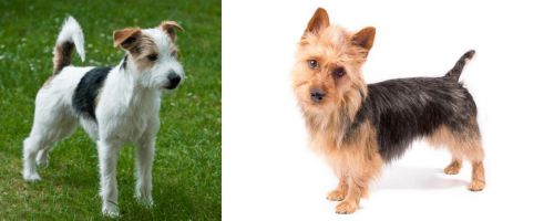 Parson Russell Terrier vs Australian Terrier - Breed Comparison