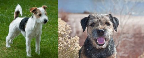 Parson Russell Terrier vs Border Terrier - Breed Comparison