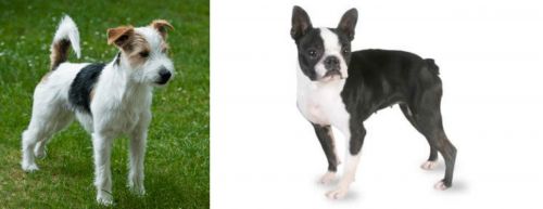 Parson Russell Terrier vs Boston Terrier