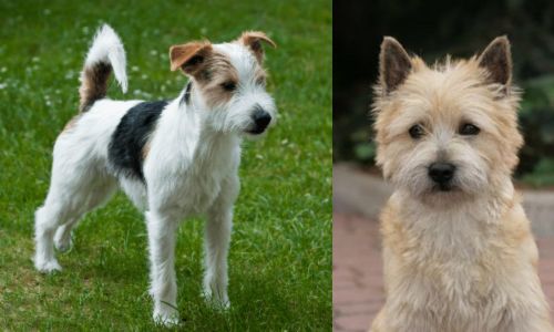 Parson Russell Terrier vs Cairn Terrier - Breed Comparison