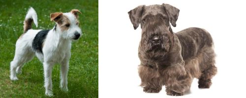 Parson Russell Terrier vs Cesky Terrier - Breed Comparison