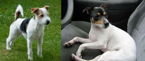 Parson Russell Terrier vs Chilean Fox Terrier - Breed Comparison