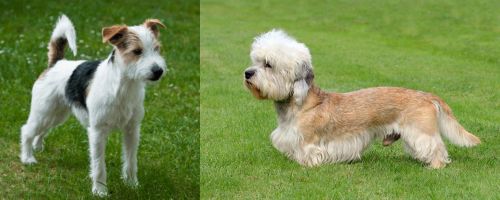 Parson Russell Terrier vs Dandie Dinmont Terrier - Breed Comparison
