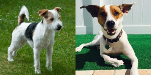 Parson Russell Terrier vs Feist - Breed Comparison