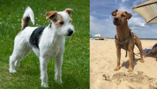 Parson Russell Terrier vs Fell Terrier - Breed Comparison