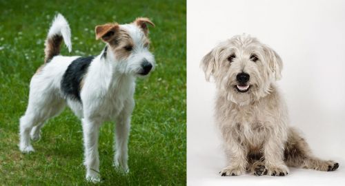 Parson Russell Terrier vs Glen of Imaal Terrier - Breed Comparison