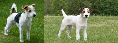 Parson Russell Terrier vs Jack Russell Terrier - Breed Comparison