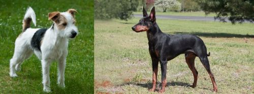 Parson Russell Terrier vs Manchester Terrier - Breed Comparison