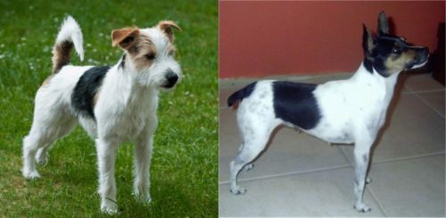 Parson Russell Terrier vs Miniature Fox Terrier - Breed Comparison