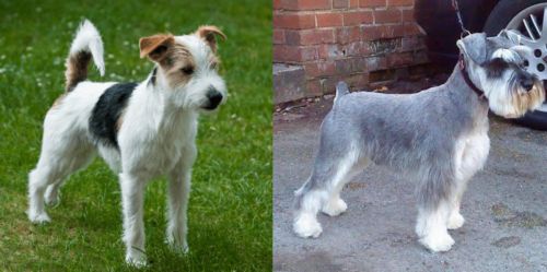 Parson Russell Terrier vs Miniature Schnauzer - Breed Comparison