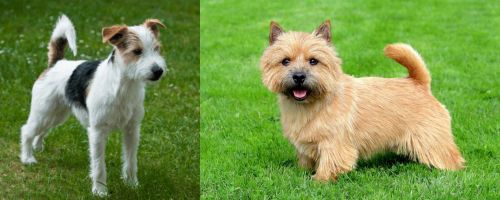 Parson Russell Terrier vs Norwich Terrier - Breed Comparison