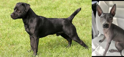 Patterdale Terrier vs American Hairless Terrier - Breed Comparison