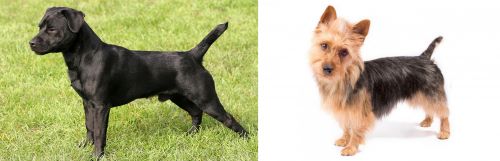 Patterdale Terrier vs Australian Terrier - Breed Comparison