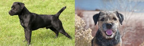 Patterdale Terrier vs Border Terrier - Breed Comparison