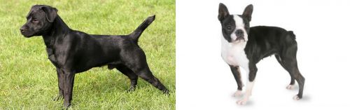 Patterdale Terrier vs Boston Terrier - Breed Comparison