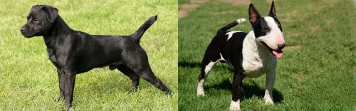 Patterdale Terrier vs Bull Terrier Miniature - Breed Comparison