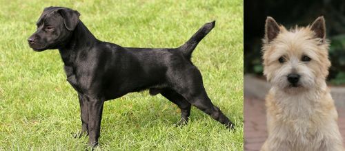 Patterdale Terrier vs Cairn Terrier - Breed Comparison