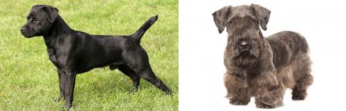 Patterdale Terrier vs Cesky Terrier - Breed Comparison